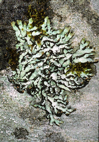 Image of Hypogymnia enteromorpha