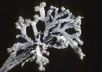 Image of Hypogymnia hultenii