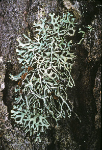 Image of Hypogymnia inactiva