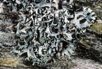 Hypotrachyna (Everniastrum) image