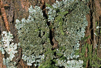 Hypotrachyna (Parmelinopsis) image