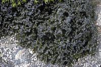 Lathagrium cristatum image