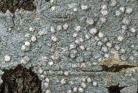 Image of Pertusaria trachythallina