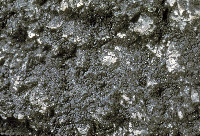 Image of Lichenothelia scopularia