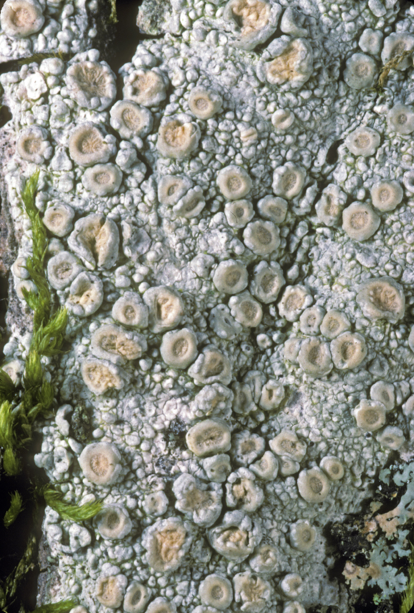 Ochrolechia trochophora image