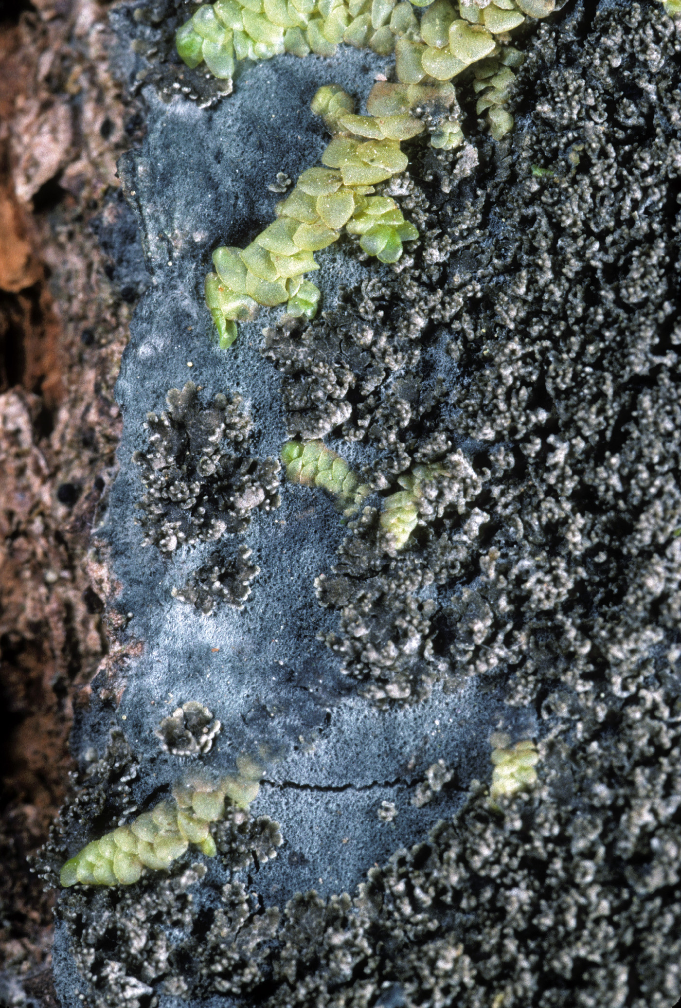 Parmeliella triptophylla image