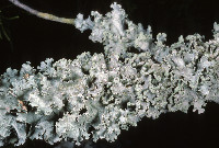 Image of Parmotrema hypoleucinum