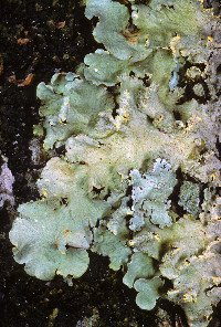 Parmotrema sulphuratum image