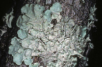 Parmotrema tinctorum image