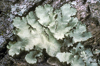 Parmotrema xanthinum image
