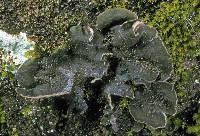 Image of Peltigera lepidophora