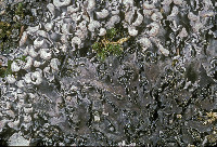 Peltigera rufescens image