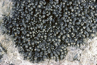 Peltula cylindrica image