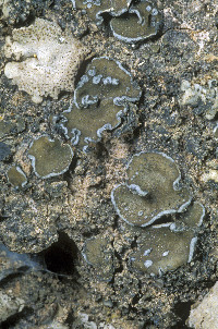 Peltula euploca image