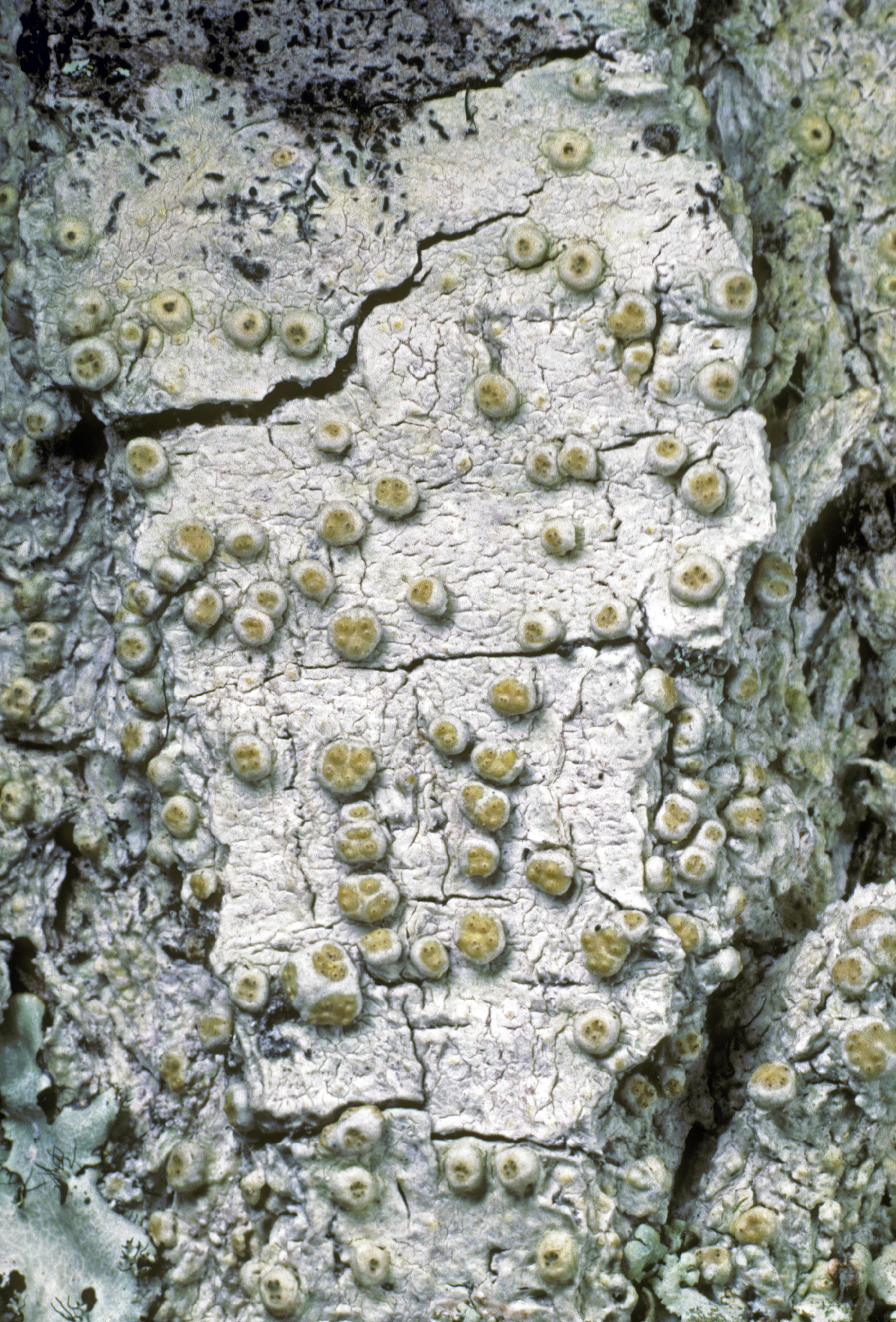 Pertusaria epixantha image