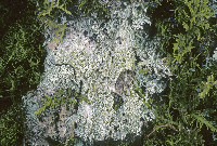 Pertusaria globularis image