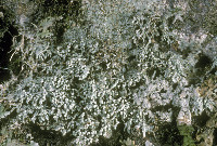 Pertusaria globularis image