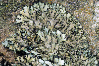 Phaeophyscia hispidula image