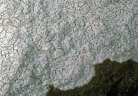 Phlyctis petraea image