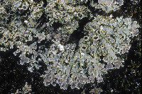 Physconia enteroxantha image