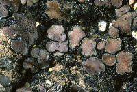Placidium lachneum image