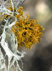 Image of Polycauliona pollinarioides