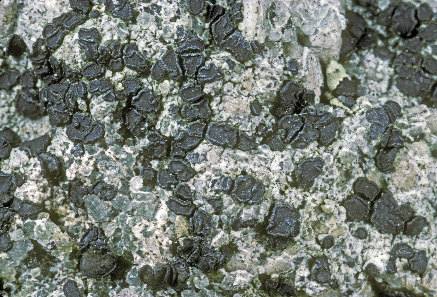 Porpidia subsimplex image