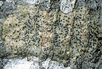 Image of Pyrenula pseudobufonia