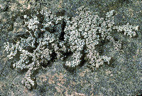 Image of Stereocaulon dactylophyllum