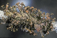 Tuckermanopsis orbata image