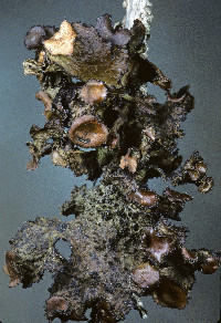 Image of Tuckermanopsis platyphylla