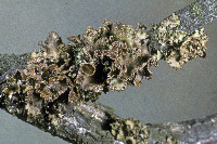 Image of Cetraria sepincola