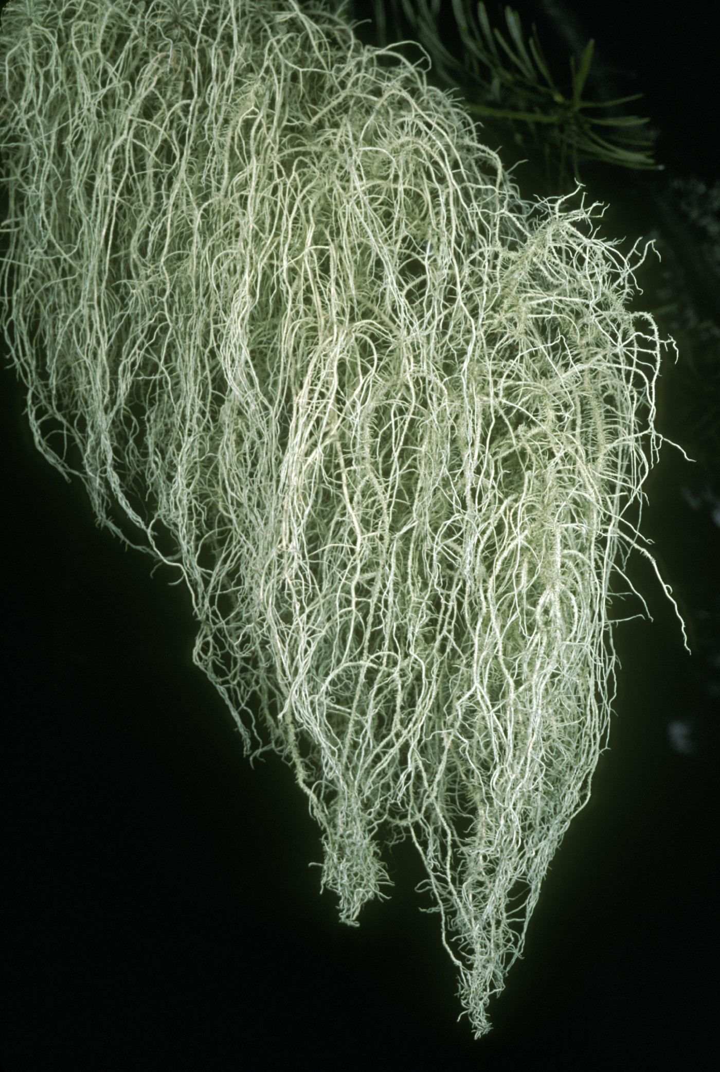 Usnea diplotypus image