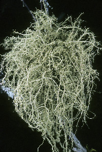 Usnea fragilescens image