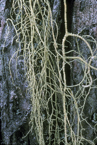 Image of Usnea trichodea