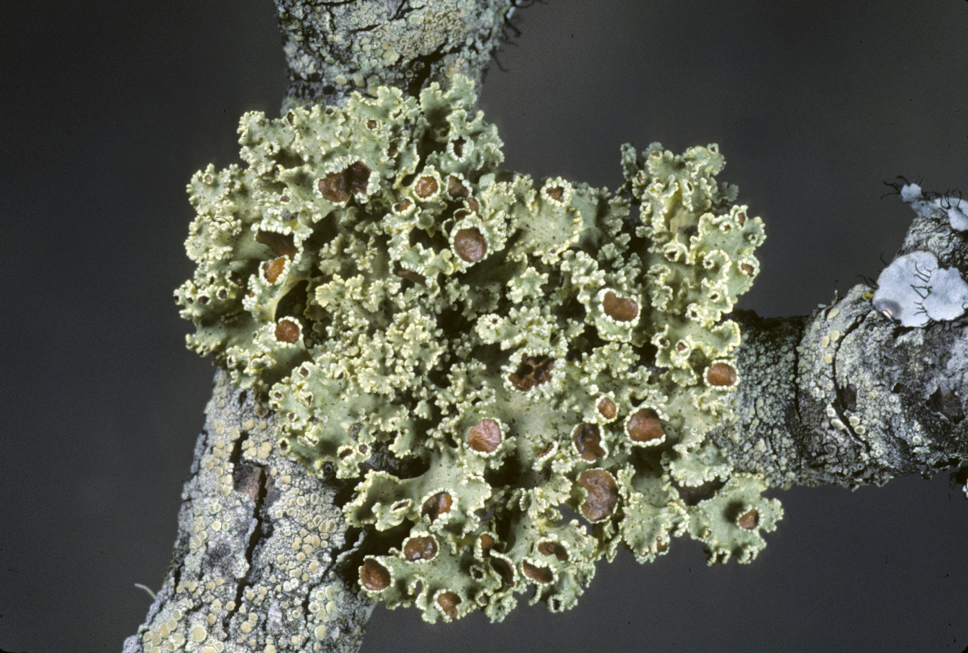 Vulpicida viridis image