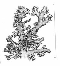 Stereocaulon dactylophyllum image
