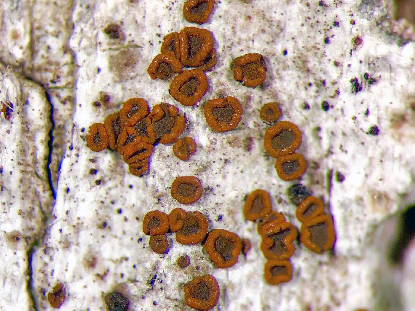 Blastenia ferruginea image