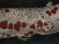 Caloplaca quercicola image