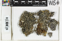 Bilimbia sabuletorum image