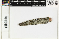 Trapeliopsis flexuosa image