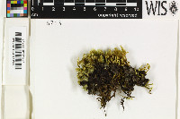 Scytinium lichenoides image