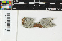 Mycocalicium albonigrum image