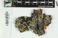 Hypotrachyna minarum image
