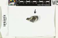 Phaeophyscia orbicularis image