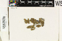 Phyllopsora corallina image