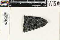 Rhizocarpon eupetraeum image