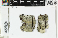 Pyrenula sexlocularis image