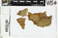 Pyrenula sexlocularis image