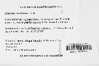 Cladonia caroliniana image